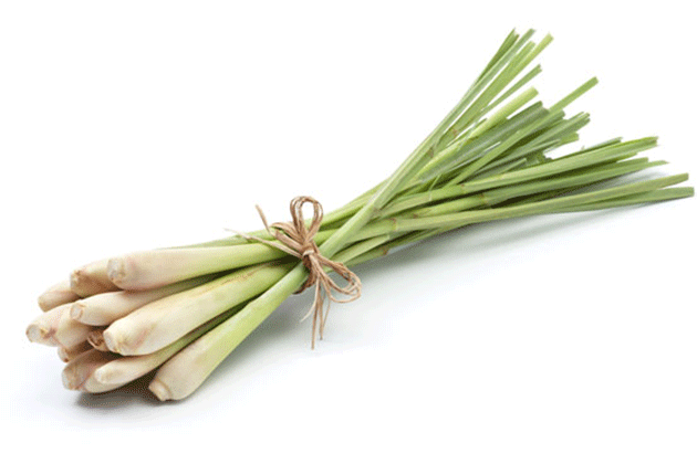 Citronella Essential Oil