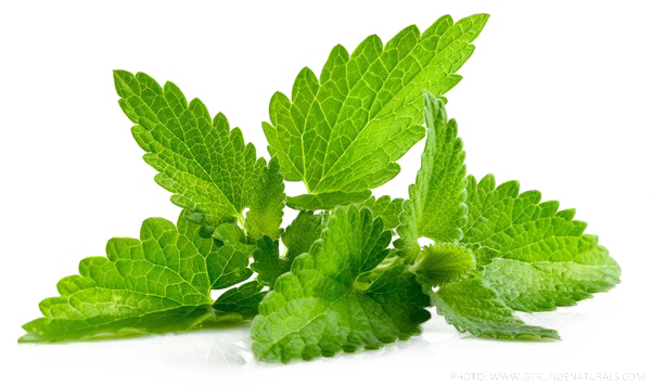 Peppermint Essential Oils