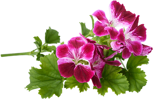 Geranium Essential Oil