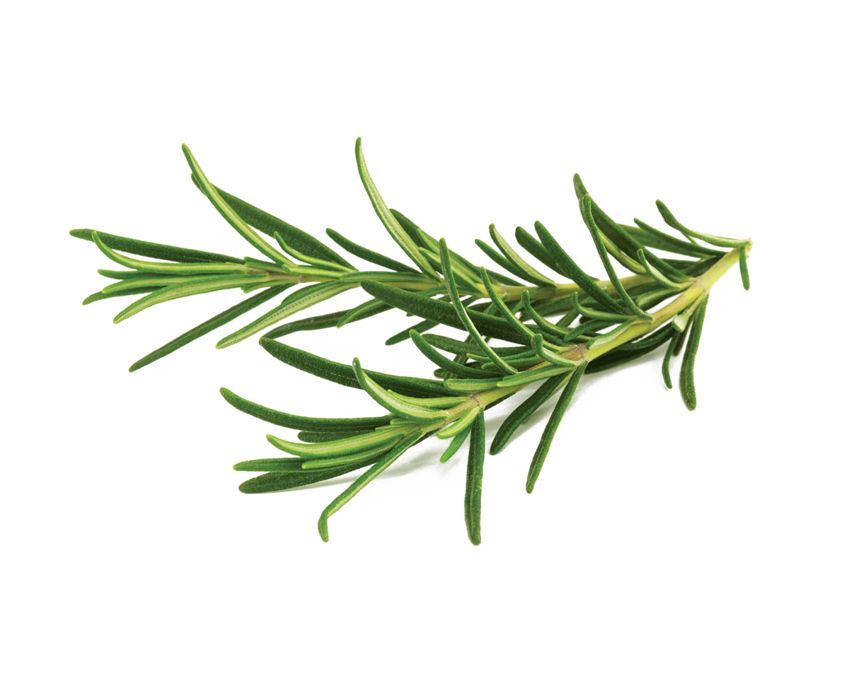 Rosemary Essential Oils