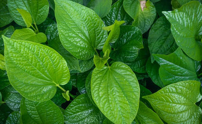 Betel Essential Oil