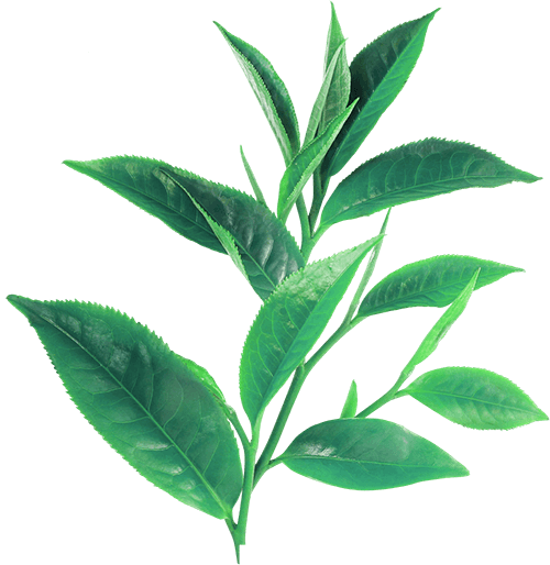 Tea Tree Essential Oil