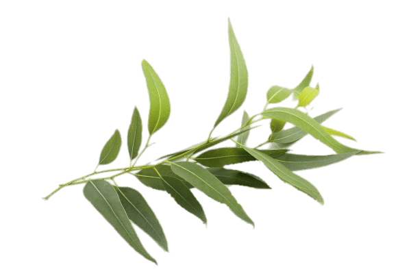 Eucalyptus Essential Oil