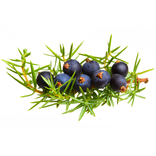 Juniper Berry Essential Oil