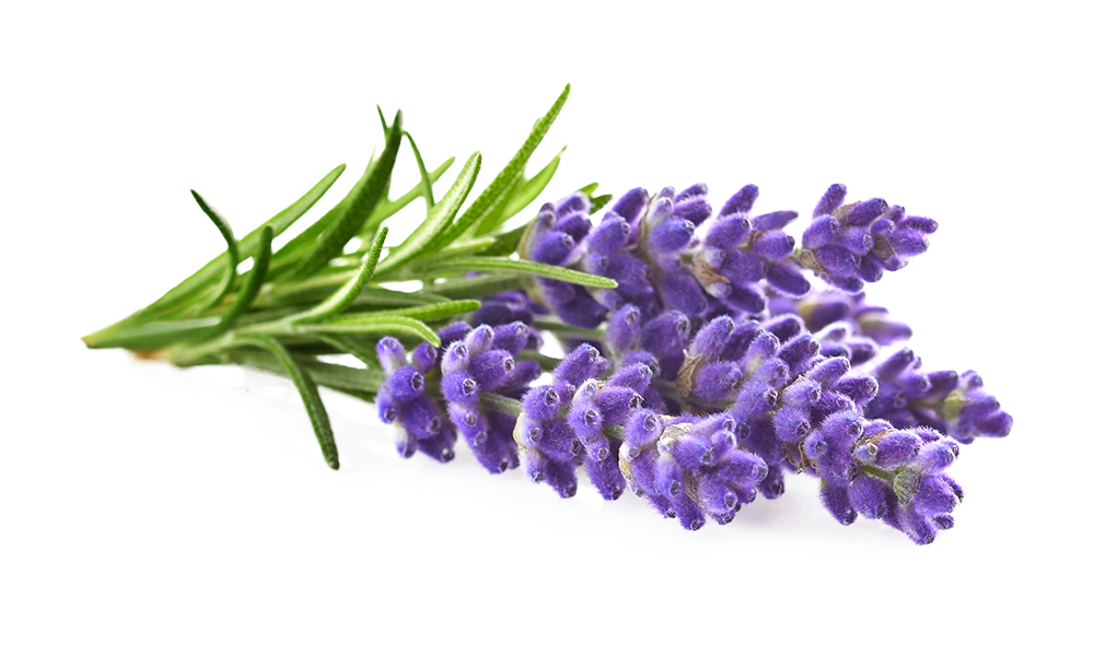 Lavender (Kashmiri) Essential Oil